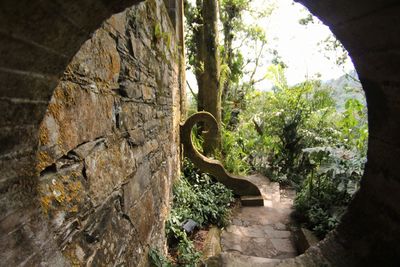 Trees against clear sky