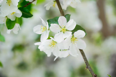 Close-up of white cherry blossom tree