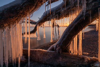 Icicles on tree trunk against sky