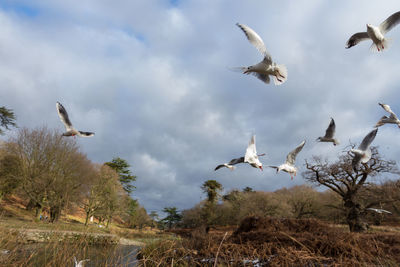 Low angle view of birds flying against sky