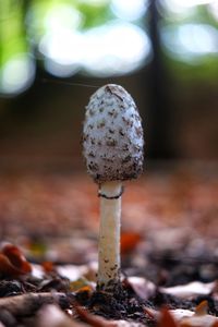 Close-up of mushroom growing on field