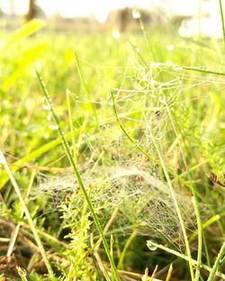 Close-up of wet grass