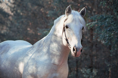 Close-up of white horse standing in ranch