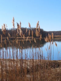 Scenic view of lake against clear blue sky