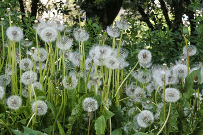 Close-up of flowers