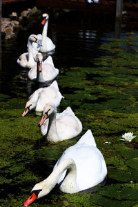 Close-up of swan on lake