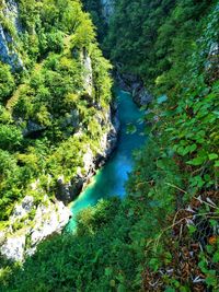 Scenic view of river amidst trees in forest