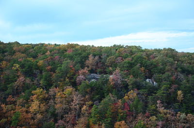 Scenic view of forest against sky