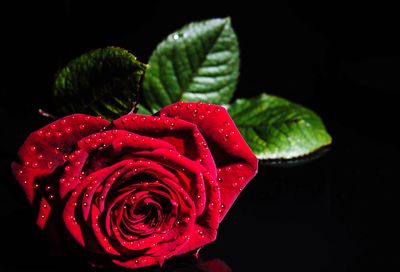 Close-up of wet red rose against black background