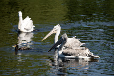 Pelicans drinking water