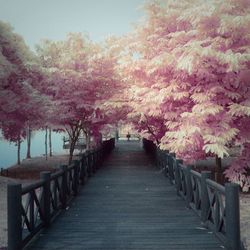 Empty walkway amidst trees