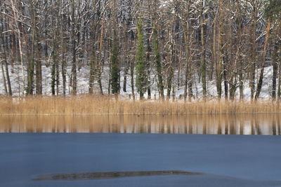 Reflection of trees in lake against sky