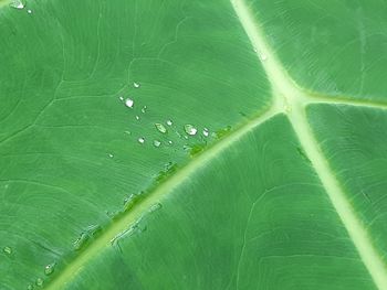 Full frame shot of fresh green leaves