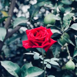 Close-up of red rose blooming outdoors