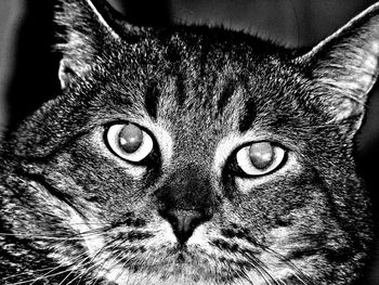 Close-up portrait of cat