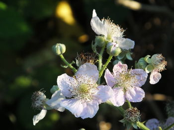 Close-up of white cherry blossom