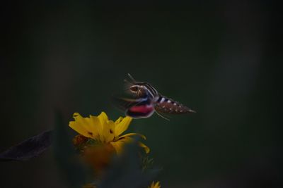 Close-up of butterfly pollinating on yellow flower