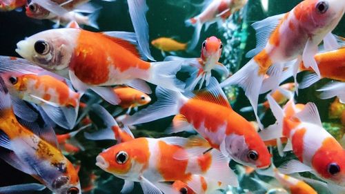 Close-up of koi carp in aquarium