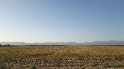 Scenic view of field against clear sky