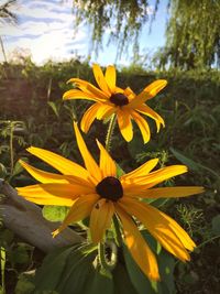 Close-up of yellow flowers blooming outdoors