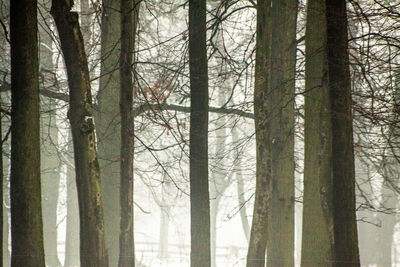 Bare trees in forest