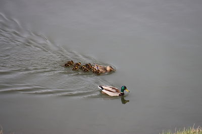 High angle view of ducks swimming in lake