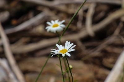 Close-up of white flowering plant