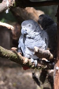 Close-up of birds perching on branch