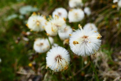 Close-up of dandelion