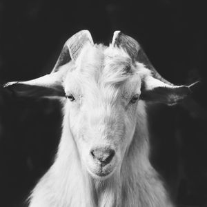 Close-up portrait of goat