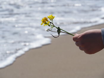 Close-up of hand holding flowering plant