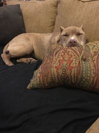 Close-up of dog sleeping on sofa at home