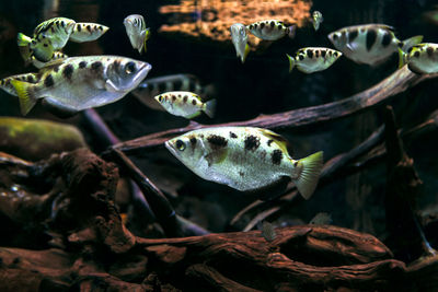 Archerfish in the deep transparent water. toxotes jaculatrix . carnivorous fish