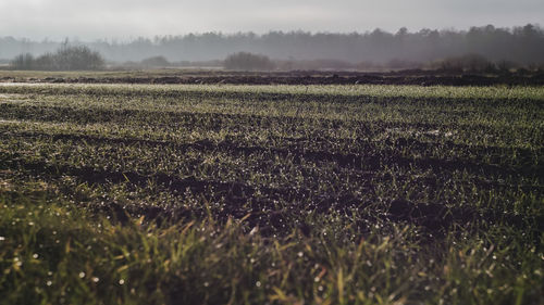 Scenic view of field against sky