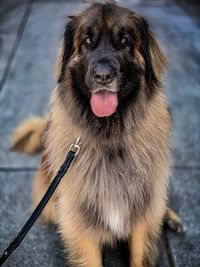 Close-up of dog sticking out tongue