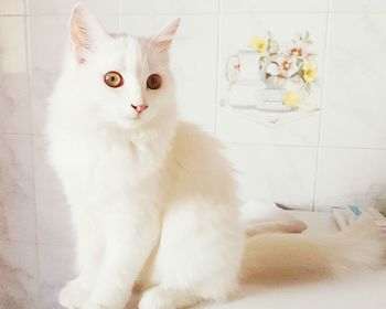 White cat sitting against wall