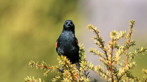 Close-up of bird perching on plant