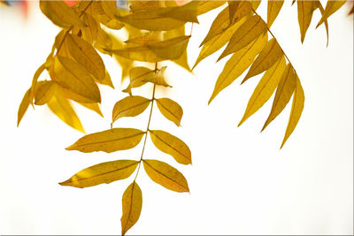 Close-up of yellow leaves against white background