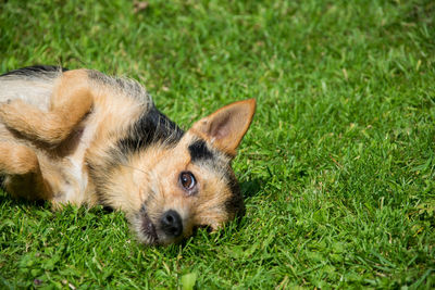 Dog on grassy field