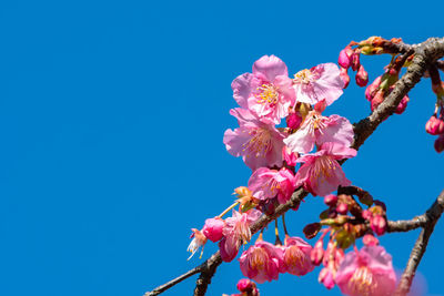 Low angle view of pink cherry blossoms against sky