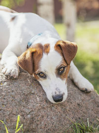 Close-up portrait of dog relaxing outdoors