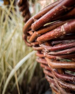 Close-up of corn on field