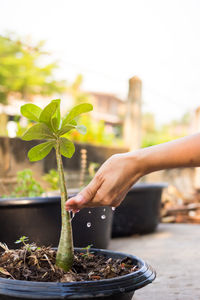 Cropped hand watering potted plant