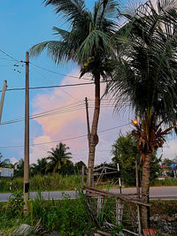 Palm trees by plants against sky