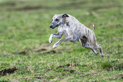 Dog running straight on camera and chasing coursing lure on green field