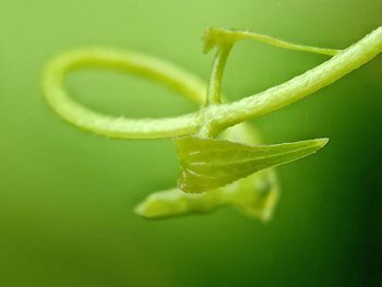 Close-up of green leaf on plant