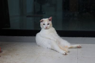 Portrait of white cat sitting on floor