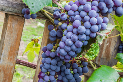 Grapes in vineyard