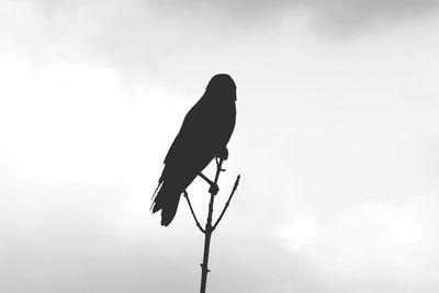 Low angle view of bird perching against sky