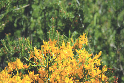 Close-up of yellow flowering plant